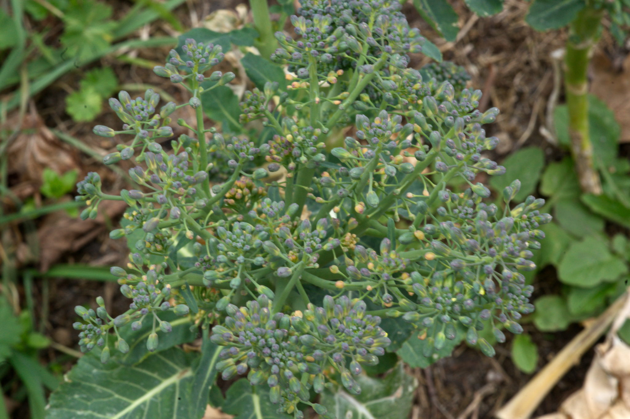 20210402  Gruen(t)raumHeimfeld 009